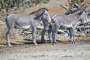 Obraz na płótnie Canvas A herd of zebras together in the wild