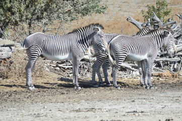 Fototapeta na wymiar A herd of zebras together in the wild