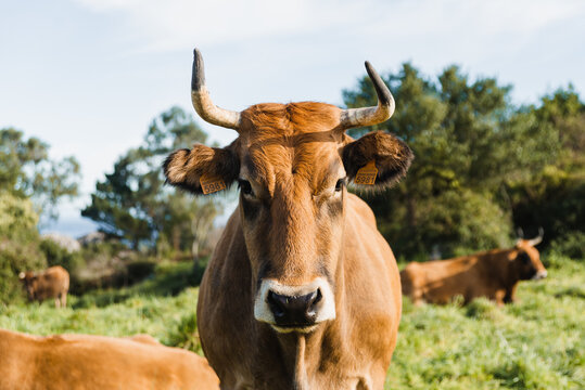 Curious brown cow with long horns standing on grassy abundant pasture and looking at camera on sunny day