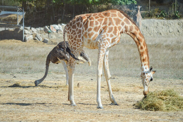 Naklejka premium Giraffe and ostrich eating together 