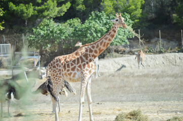 Giraffe and ostrich eating together 