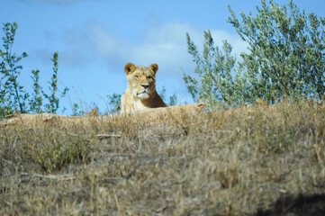 Lion resting lying on the ground in a meadow