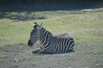 Zebra lying on the ground 