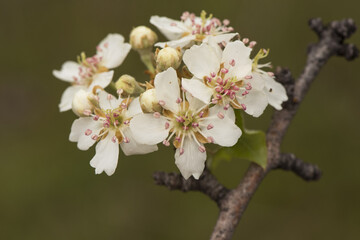 Pyrus bourgaena wild pear immaculate white flowers with deep pink stamen on twig and defocused green background