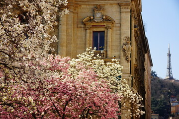 Magnolia tree in Lyon, with the Metallic Tower of Fourvière, in Lyon