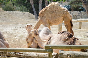 Camels give each other a kiss