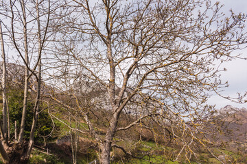 Verde naturales en mitad del campo