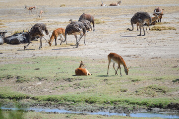 Fototapeta na wymiar Herd of different animals eating and resting together