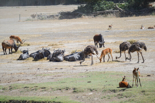 Herd of different animals eating and resting together