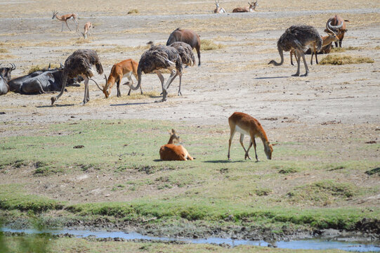 Herd of different animals eating and resting together