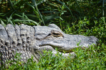 A wake crocodile head