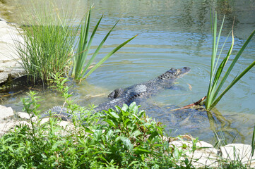 Crocodile swimming in a lake