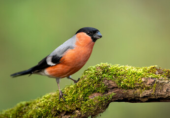 Eurasian bullfinch male ( Pyrrhula pyrrhula )