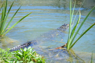 Crocodile swimming in a lake