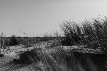 Fototapeta premium test de buch ocean 