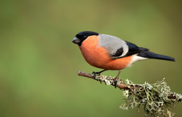 Eurasian bullfinch male ( Pyrrhula pyrrhula )