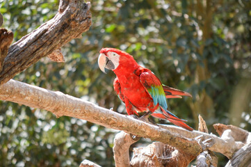 Red parrot standing on a tree branch