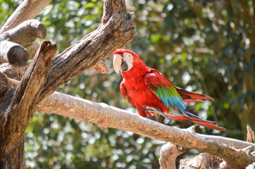 Red parrot standing on a tree branch