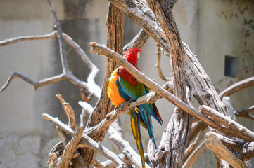 Two red and yellow parrots, standing on a tree branch.
