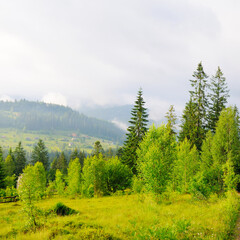 Fototapeta premium Beautiful summer mountain landscape, meadows and forest.