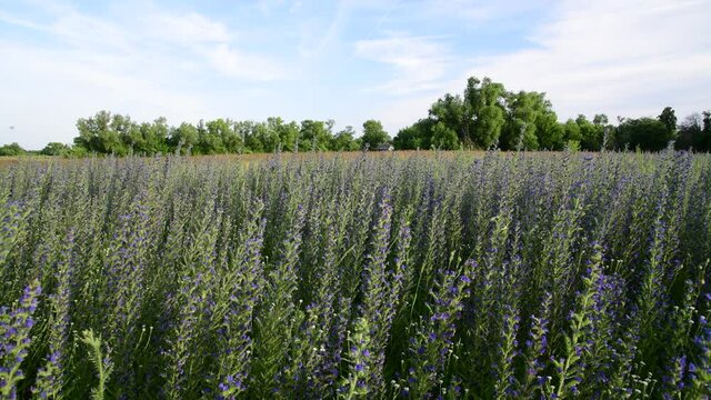 beautiful meadow with blooming Salvia Superba