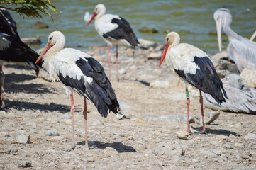Group of pelicans and flamingos together on land