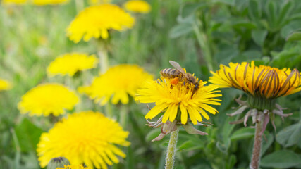 Dandelion flower. Flower in garden at spring day. Flower for decoration and agriculture concept design. Colorful flower. Bee