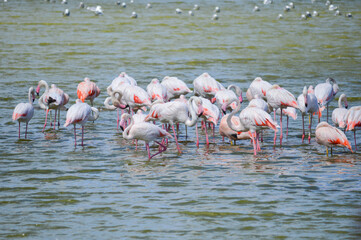 Naklejka premium Group of flamingos in the middle of a lake