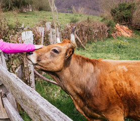 acariciando a una vaca marrón tranquila