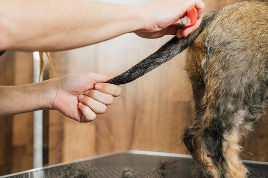 Side view of crop anonymous female veterinarian caring Wirehaired Dachshund dog in grooming salon