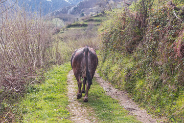 vaca avanzando en el camino