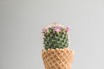 Cactus in the  ice cream waffle. Creative concept. Minimalism