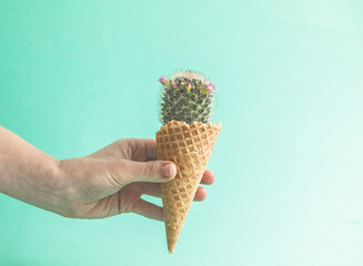 Cactus in the  ice cream waffle in hand.  Creative concept. Minimalism. Monochrome food