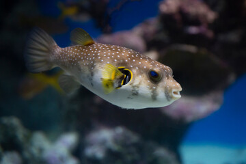 spotted puffer fish in an aquarium underwater