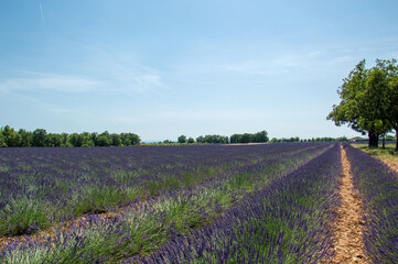 Fototapeta na wymiar Lavandes de Provence