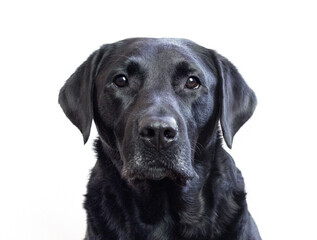 black labrador retriever dog