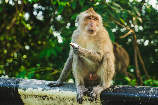 Monkey with beige fur and fresh fruit sitting on fence against green trees while looking away in Thailand