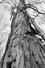 Fototapeta na wymiar Feathery bark on a bare tree in black and white creates an eerie scene.