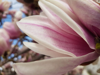 flowers magnolia perfume sky spring season pink