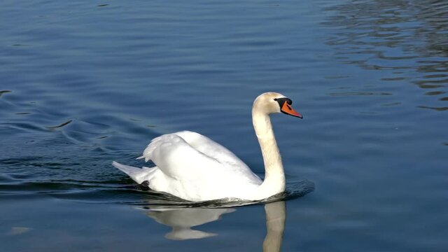 The Mute swan, Cygnus olor is a species of swan and a member of the waterfowl family Anatidae.  Here swimming on a lake.