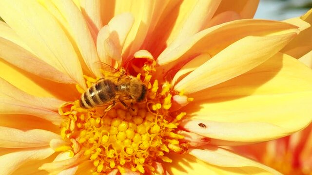 Bee in flower bee amazing,honeybee pollinated of yellow flower.
