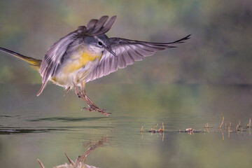 LAVANDERA CASCADEÑA MOTACILLA CINEREA VOLANDO CON AGUA