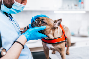 Veterinarian doctor with face protective mask and a French bulldog at vet ambulance.