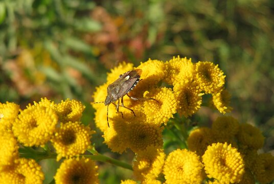 Brown shield beetle on yellow tansy flowers in the meadow, closeup