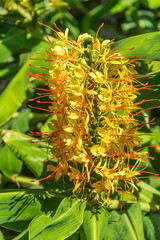 Schmetterlingsingwer Hedychium gardnerianum