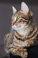 Striped cat sitting on armchair at home and observing the environment.
