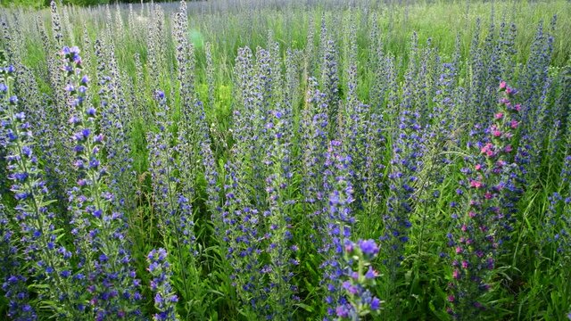 beautiful meadow with blooming Salvia Superba