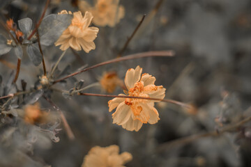 autumn leaves and flower