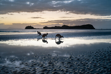 Silhouettes of adorable kangaroos walking on wet sandy beach of waving ocean in picturesque Cape Hillsborough National Park against cloudy sunset sky