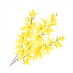 Forsythia Bouquet. Vector Blooming branches with yellow spring flowers isolated on white background. Cartoon illustration.